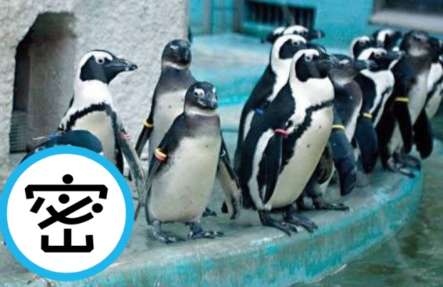 動保員表示，這隻「間諜企鵝」因外型及行為，常被誤認為企鵝。（翻攝自Togetter）