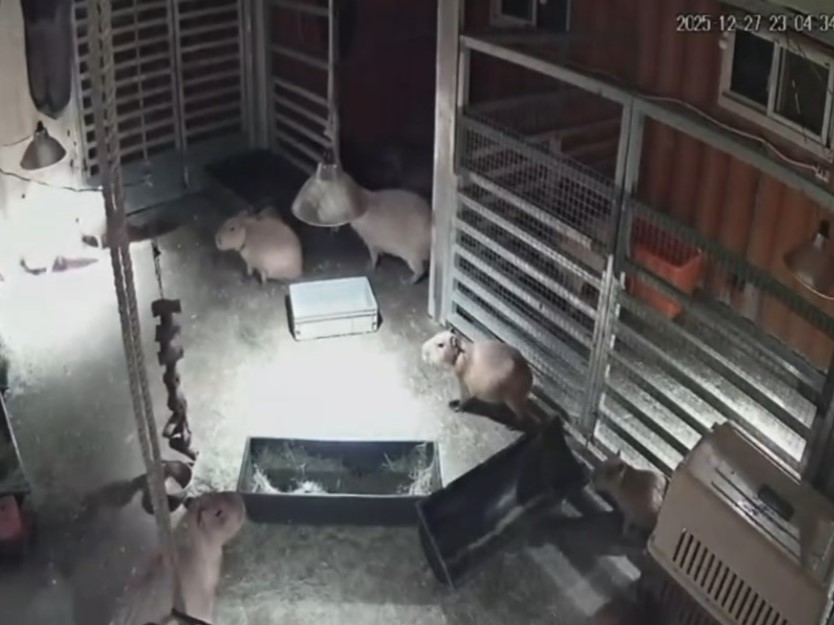 宜蘭斑比山丘農場分享園區水豚在地震發生時的反應。（翻攝自threads＠bambiland.yilan
）