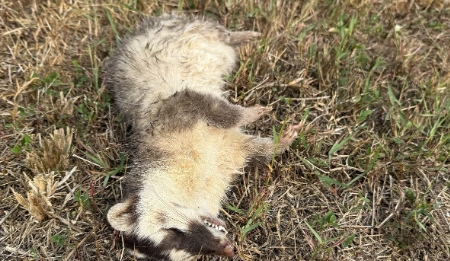 屏東春日鄉驚見今年首例狂犬病鼬獾。（取自屏東縣府官網）