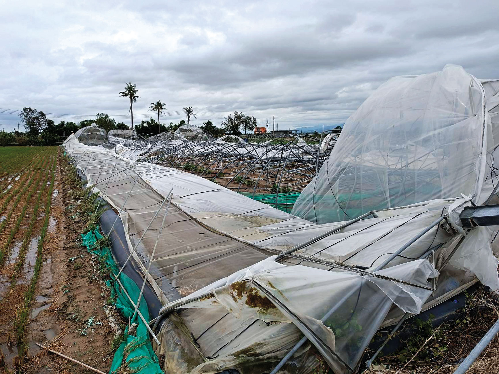 丹娜絲颱風來勢洶洶，嘉義農作物不敵狂風暴雨侵襲，損失慘重。（讀者提供）