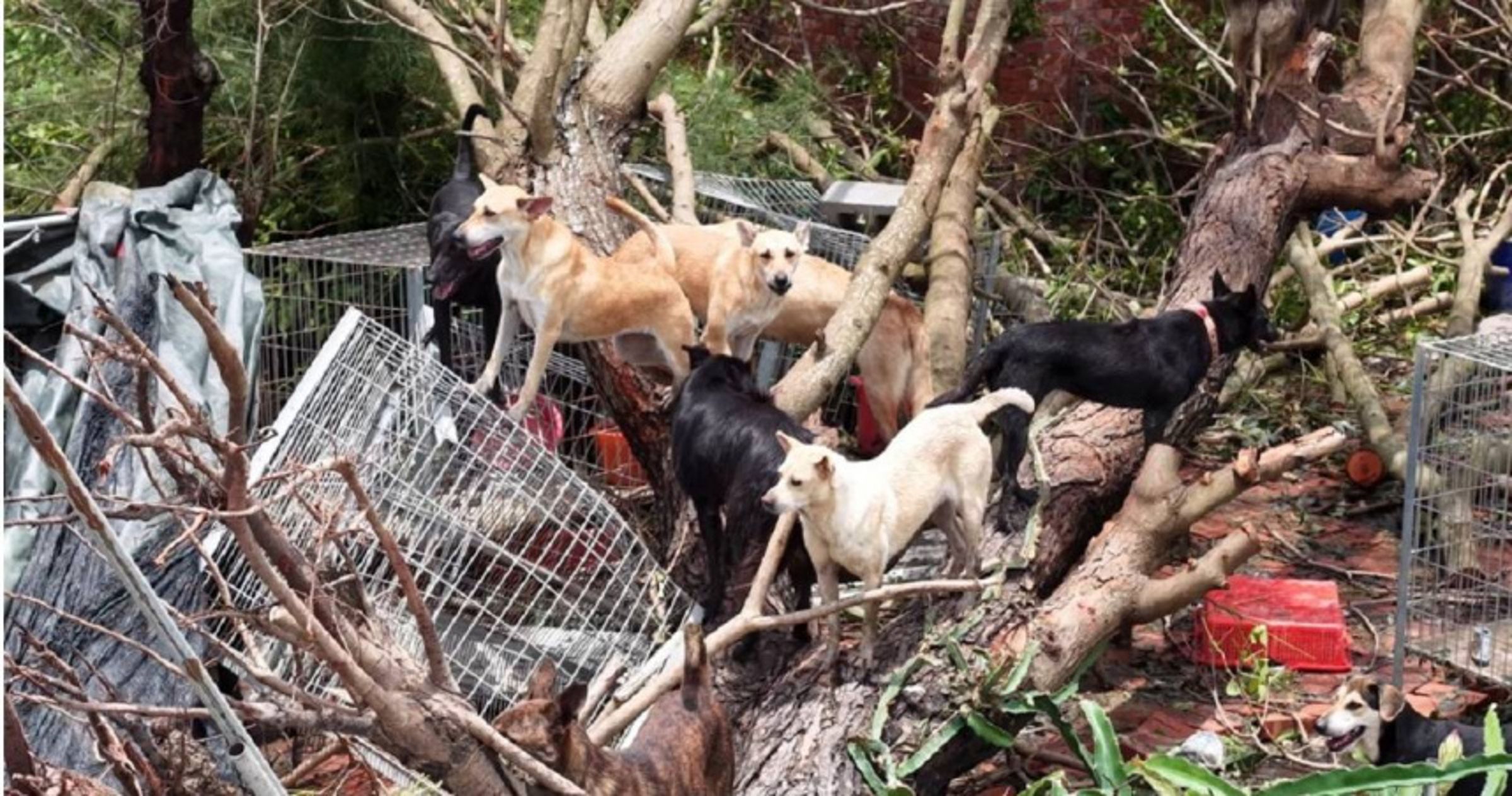 鐵皮籠舍遭強風吹毀，毛孩困在殘破籠旁瑟瑟發抖。（台灣動物緊急救援小組提供）