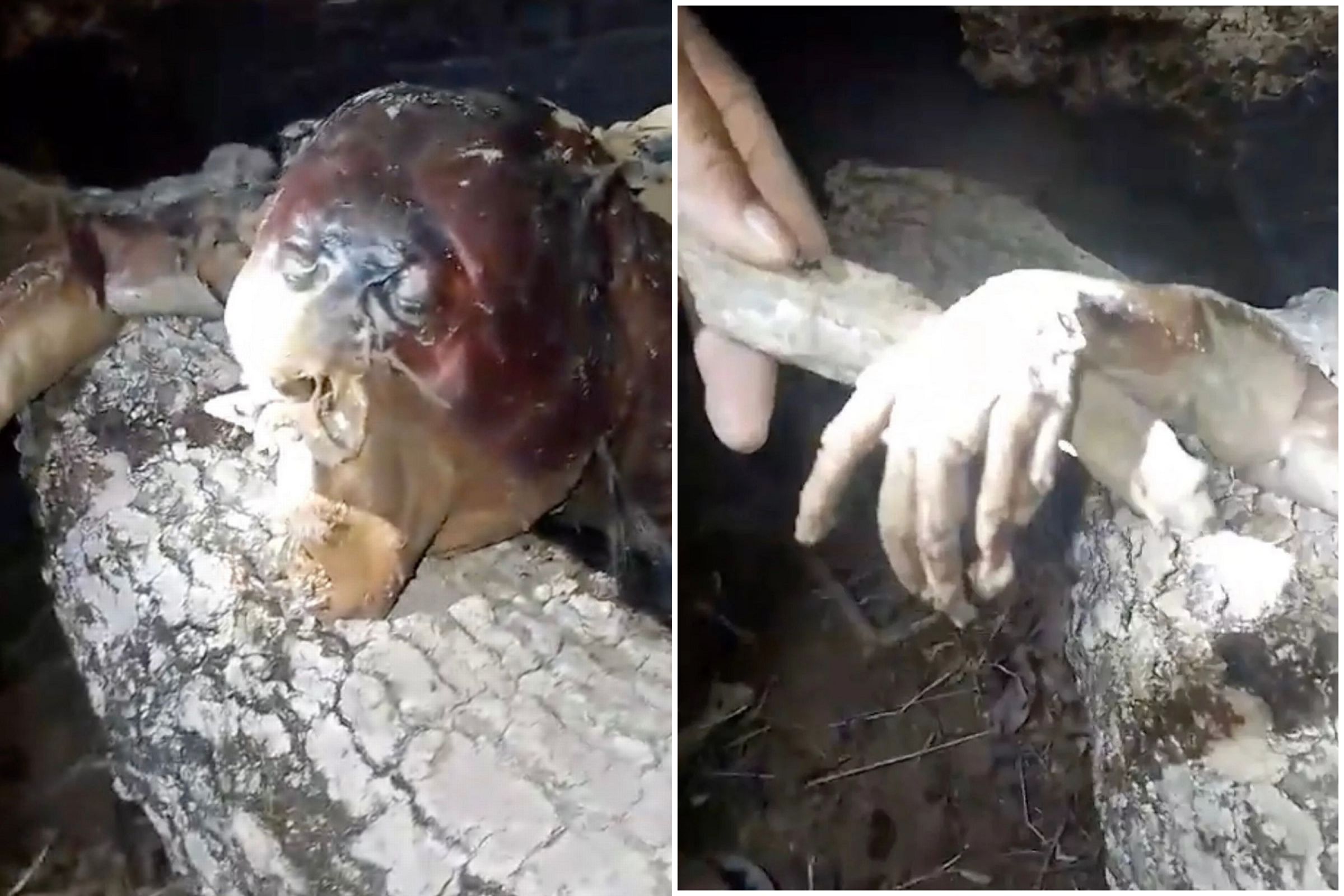 獵人聲稱捕獲吸血怪。(翻自《每日星報》)