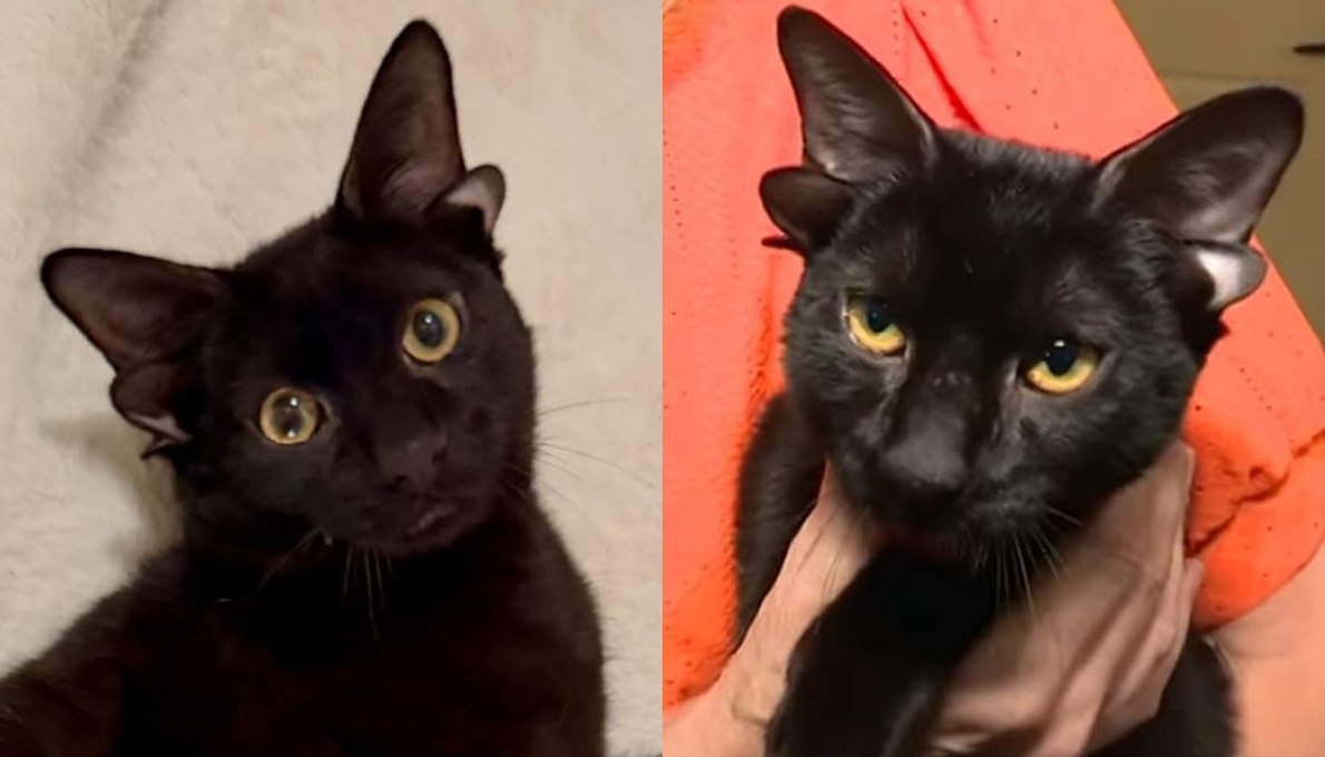 美國一隻黑色浪貓天生有4隻耳朵爆紅，目前有超多民眾登記搶著想領養牠。（翻攝@MemeHead01）