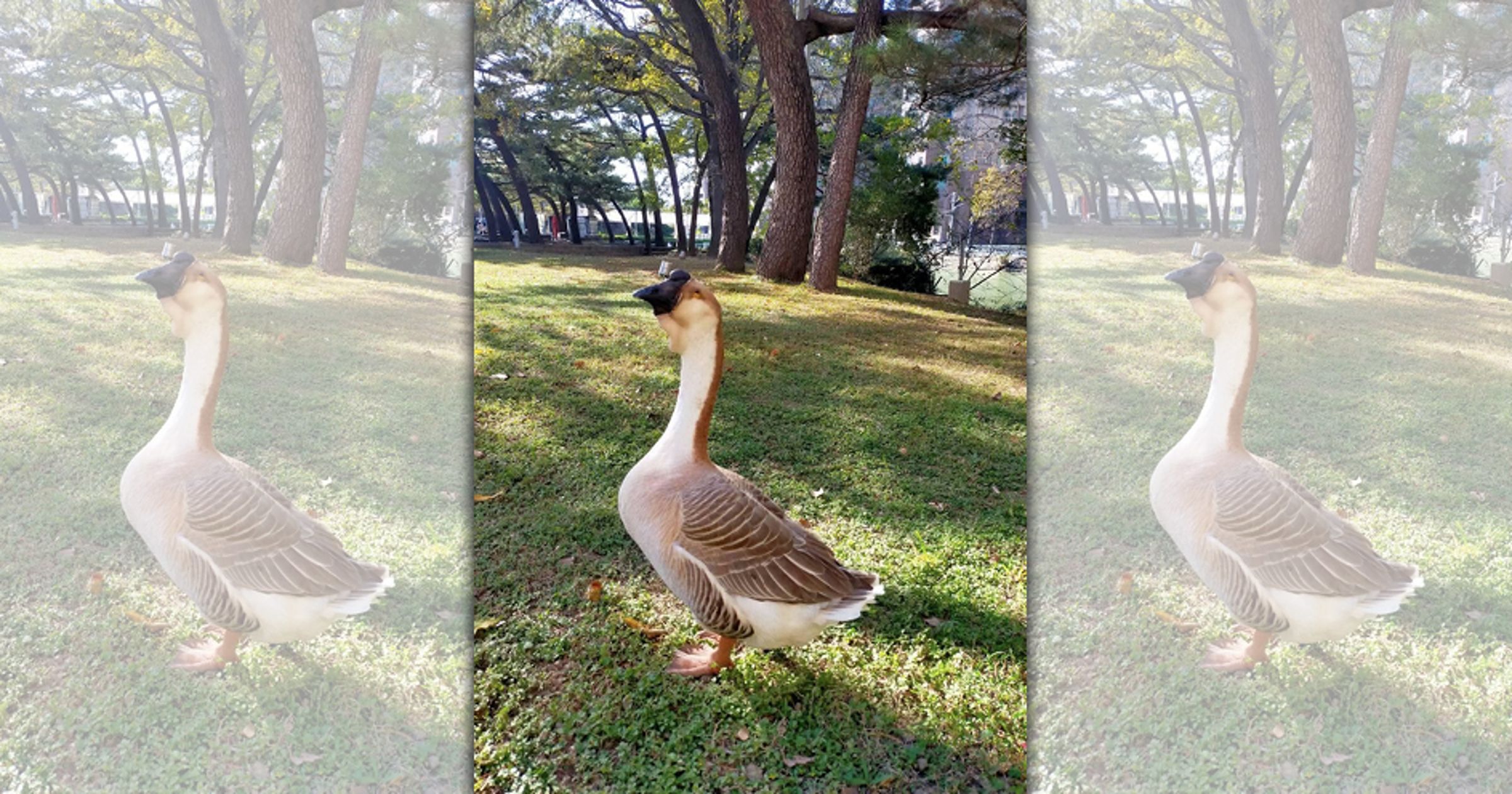 新竹市麗池公園相當受歡迎的灰鵝突然不見蹤影。(翻攝臉書社團「新竹爆料公社」)