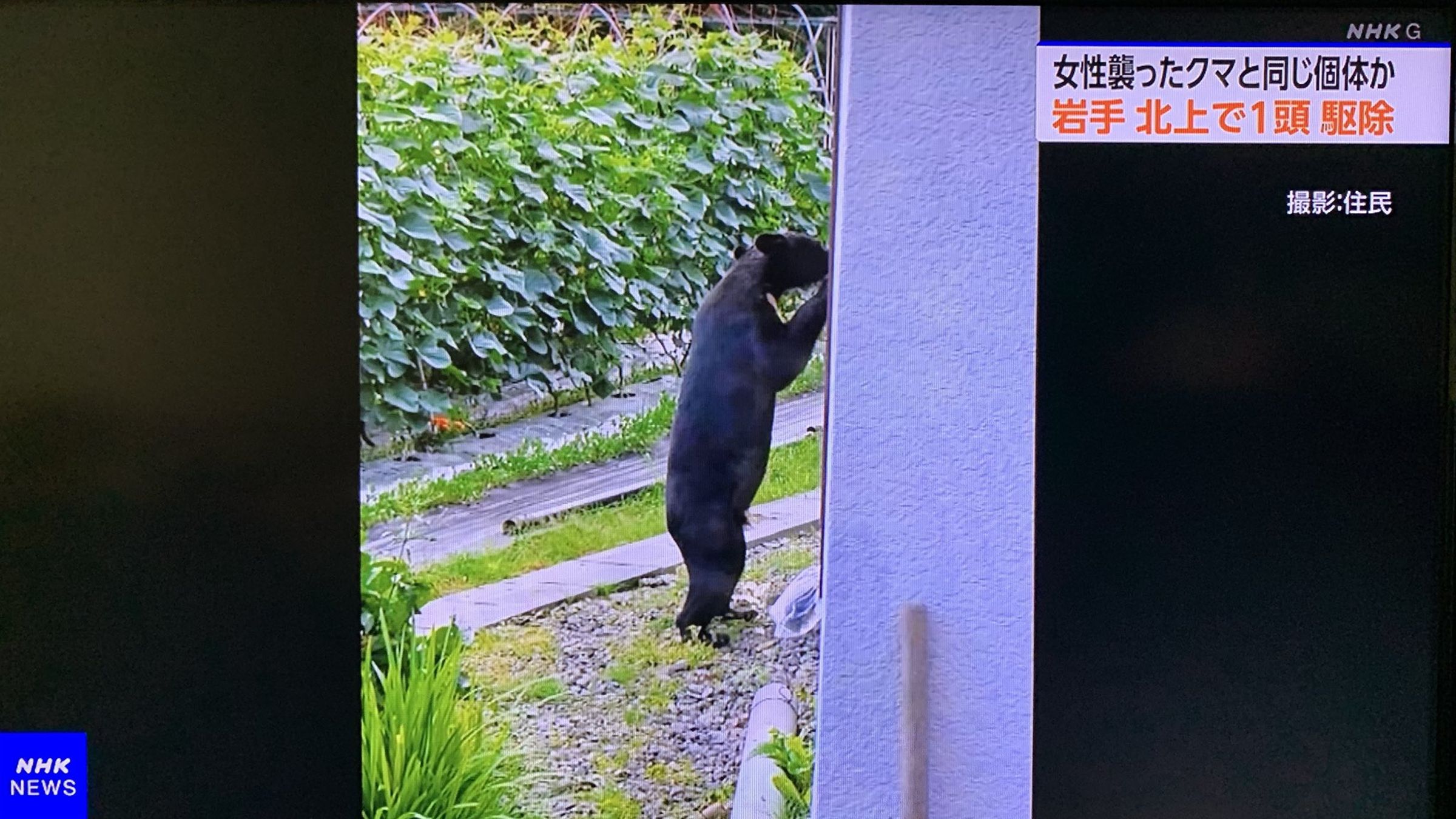 日本近期多地出現多起熊目擊通報,岩手1名高齡婦遇襲致死。(翻攝自X@NHK)