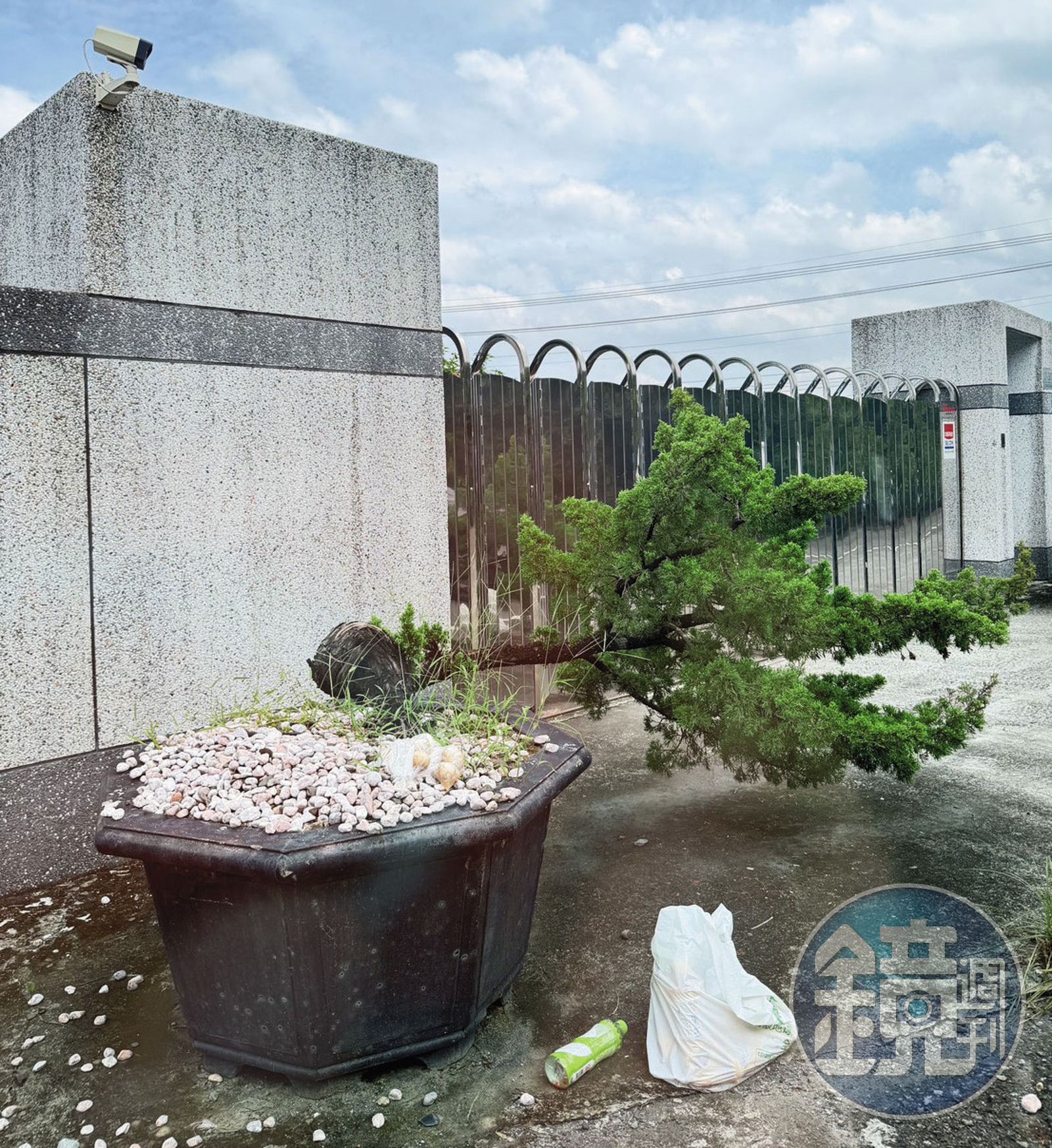 京沅公司經營狀況不佳,連門口的羅漢松倒了,都沒維護扶正。(讀者提供)