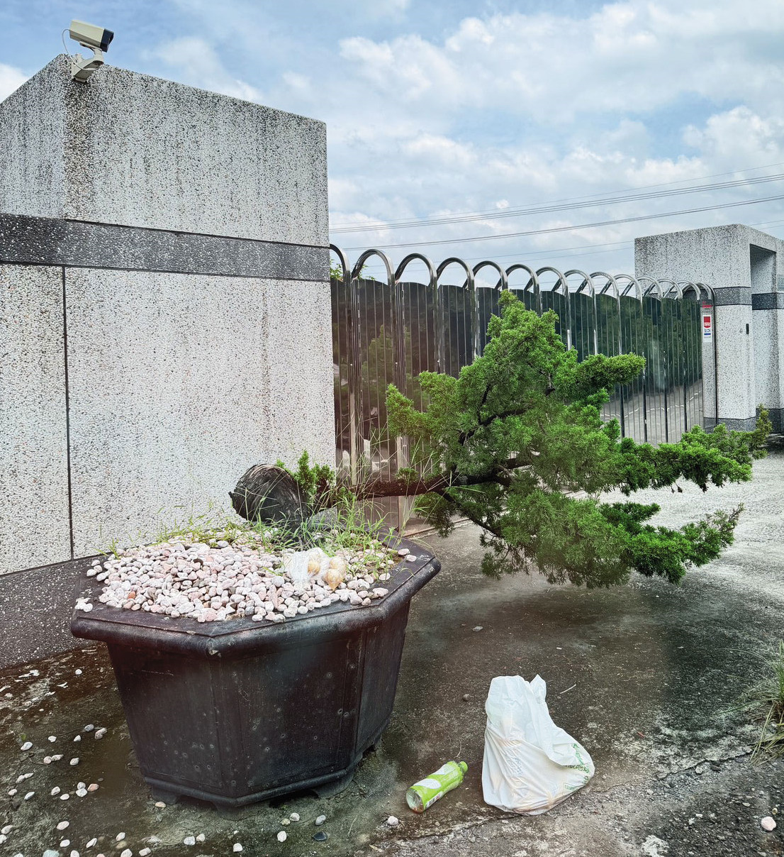 京沅公司經營狀況不佳,連門口的羅漢松倒了,都沒維護扶正。(讀者提供)