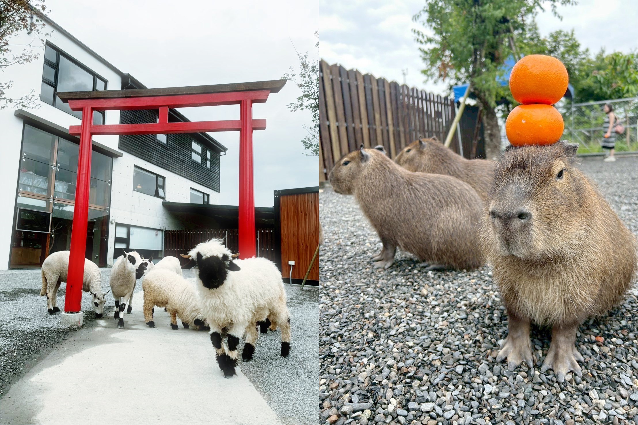 宜蘭知名的「張美阿嬤農場」近日鬧分家，不少遊客被誤導。（翻攝自張美阿嬤農場（月森甯手作工坊） 臉書粉專）