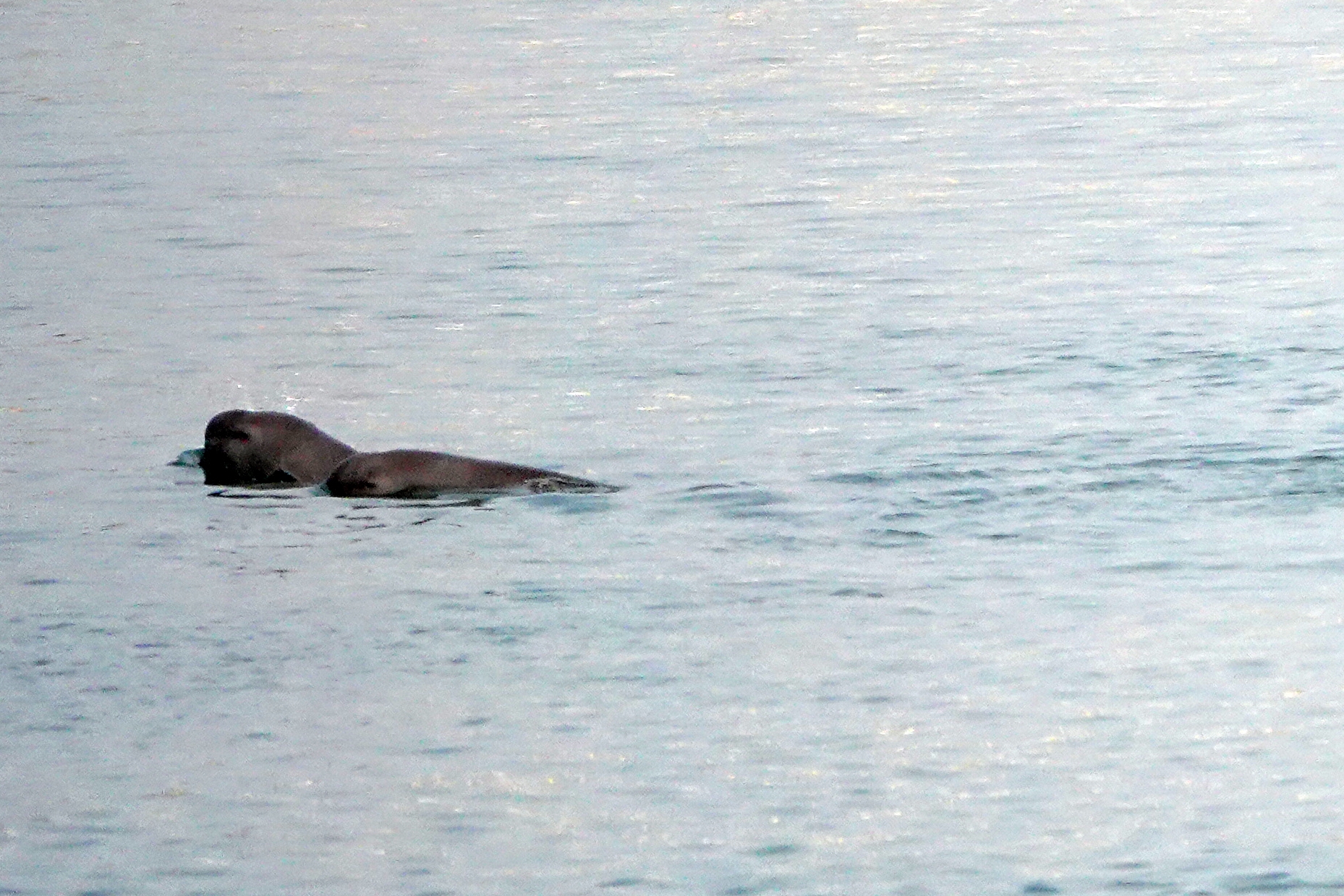 江豚生存陷入危機，野外僅剩600至1,000隻。（東方IC）