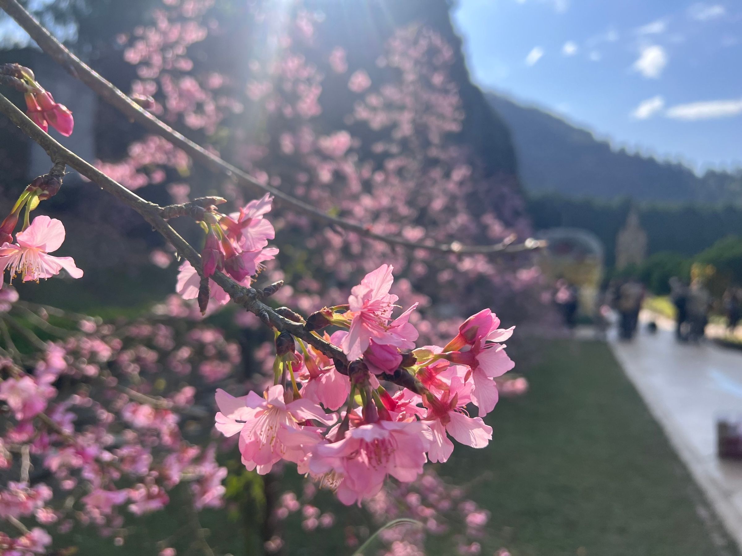 歐洲花園的枝垂櫻是櫻花祭的第一波主角擔當。