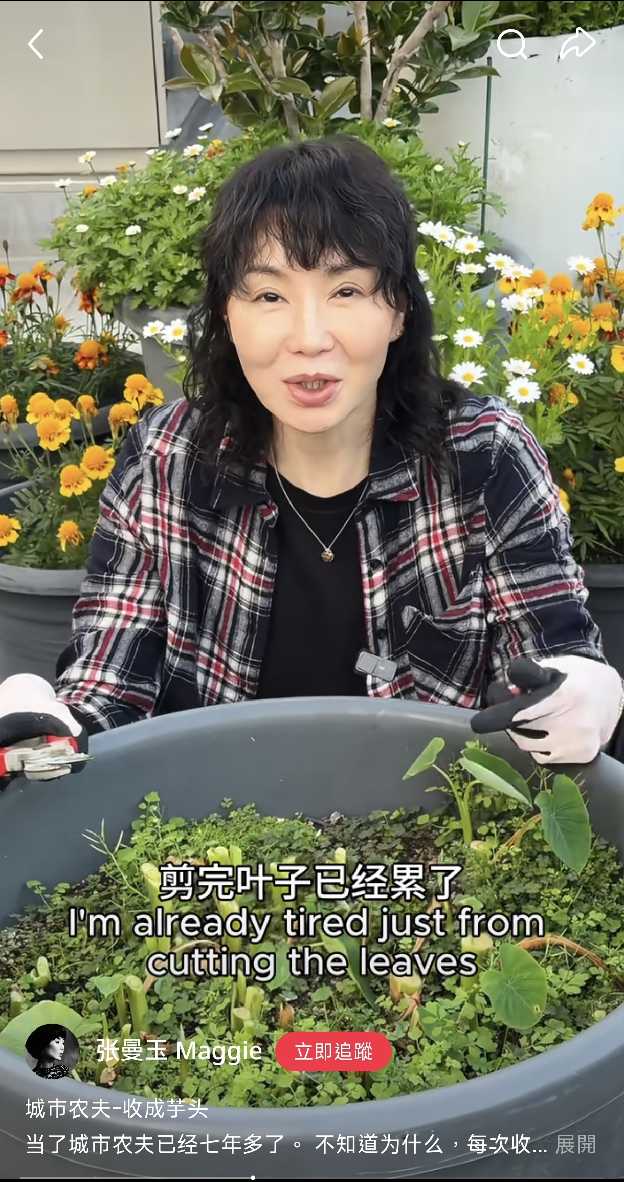 才剪完葉子,張曼玉就喊累了,網友封她是「低精力人群」,但畢竟她也61歲了,體力當然不跟年輕人比。(翻攝張曼玉小紅書)