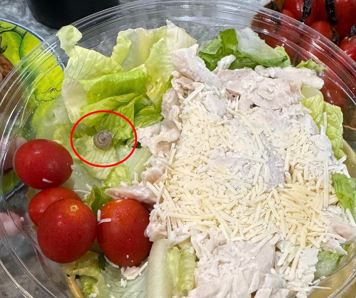 網友買好市多的凱薩雞肉沙拉，竟有隻活蝸牛在上面蠕動爬行。（翻攝自爆料公社二社）