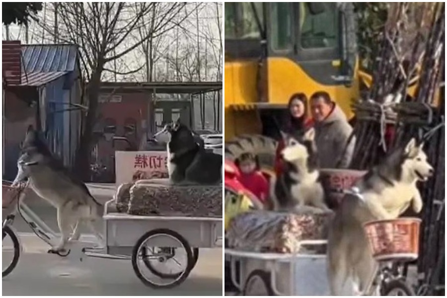 2隻調皮哈士奇將三輪車騎走。（翻攝自微博）