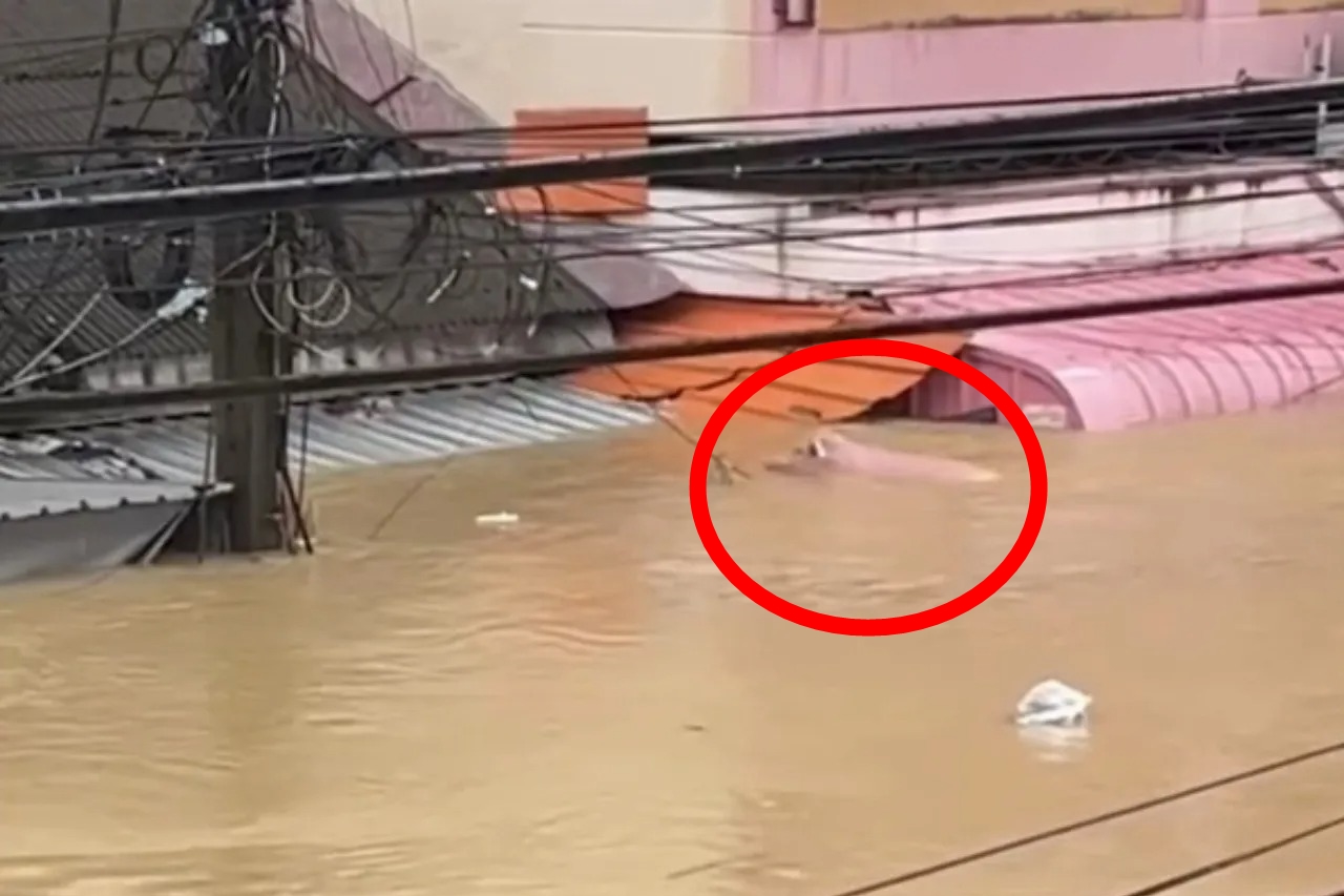 1頭原本被困在淹水地區籠子裡、身上還帶著被鐵皮劃傷傷口的公豬，幸運獲救。（翻攝自thairath.co.th）