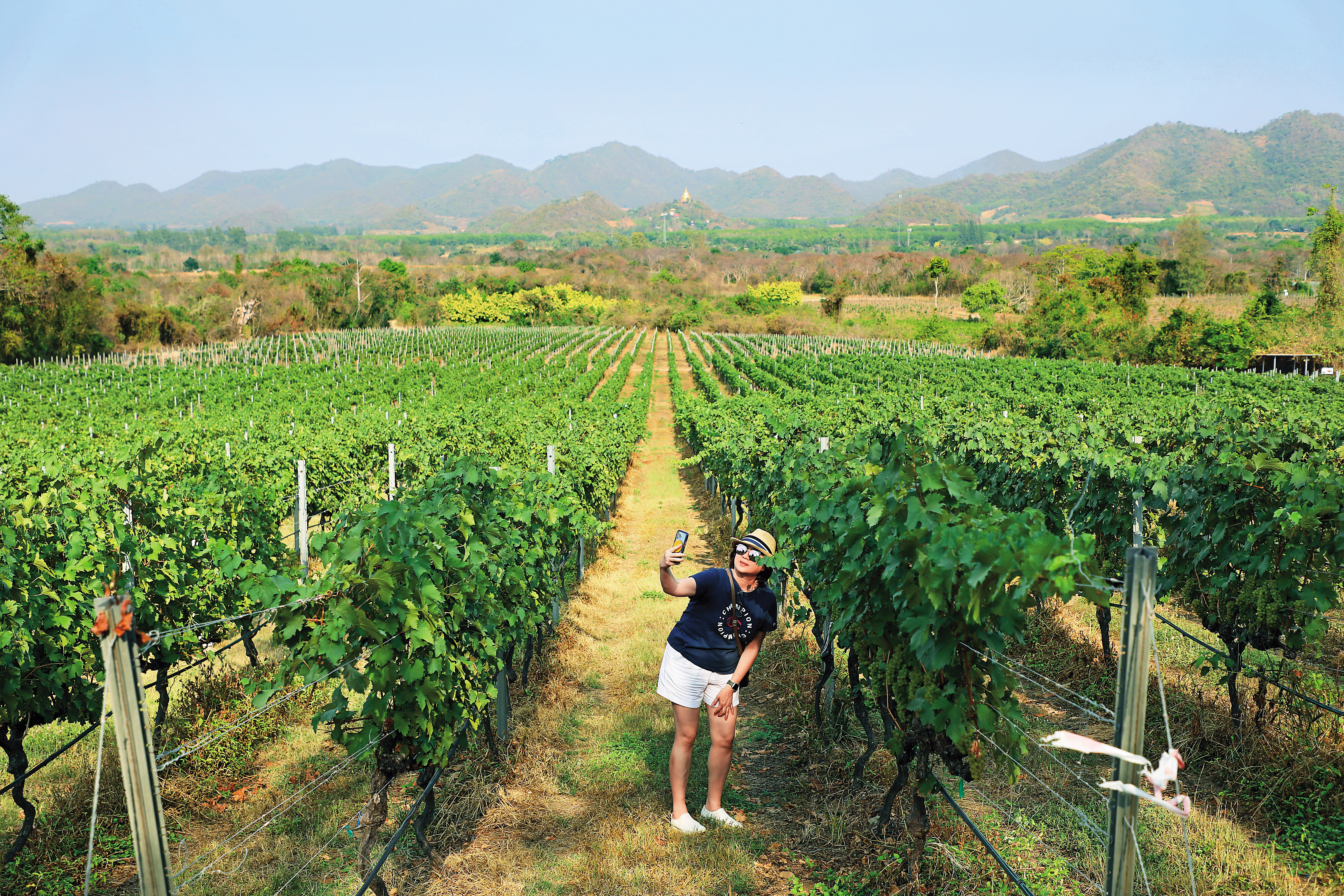 很難想像在北緯13度的泰國華欣能看到如此茂盛的葡萄園，而Monsoon Valley Vineyard做到了。