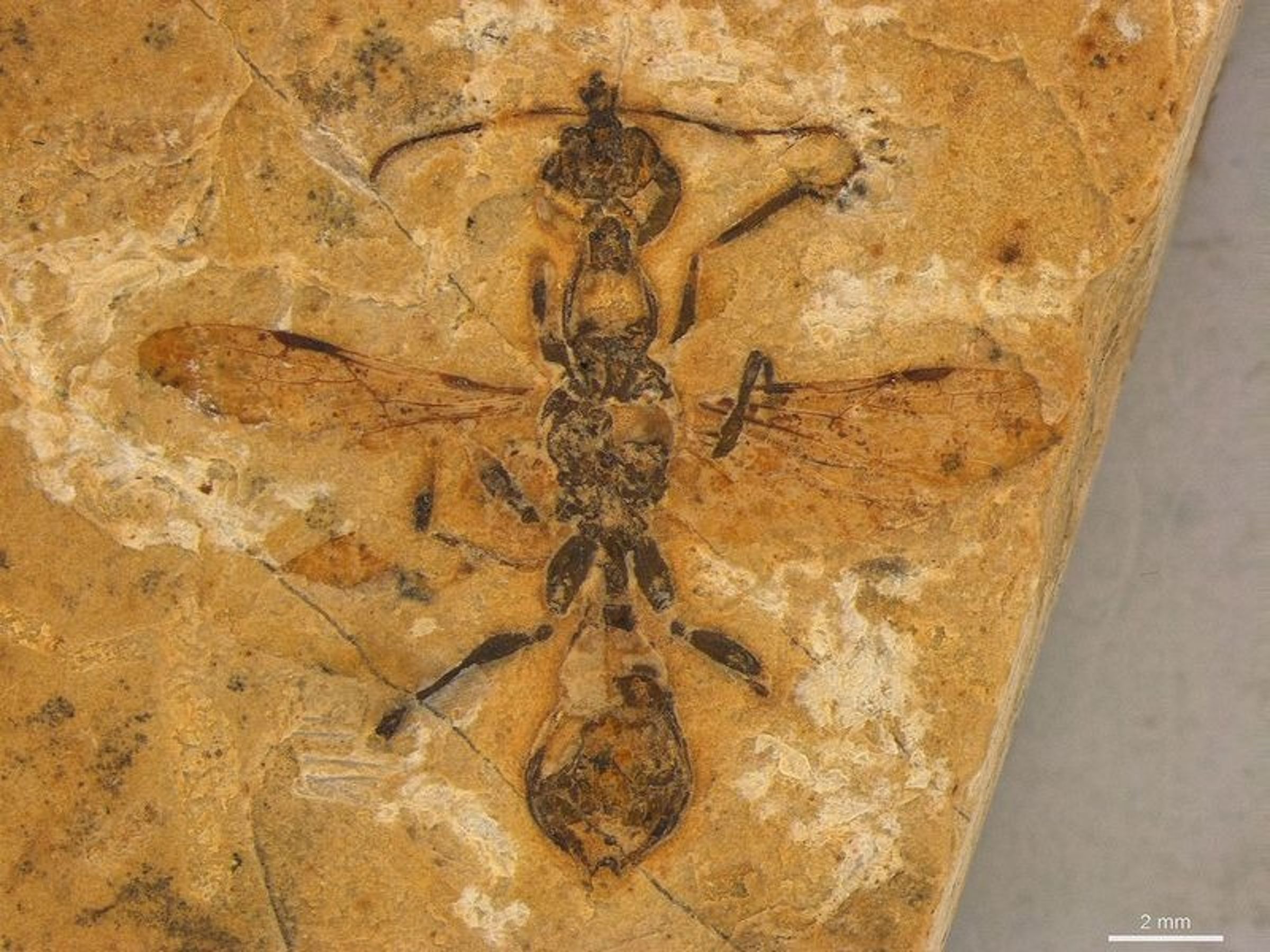 巴西發現1.13億年前「地獄蟻」化石。(翻攝自中國科學報)