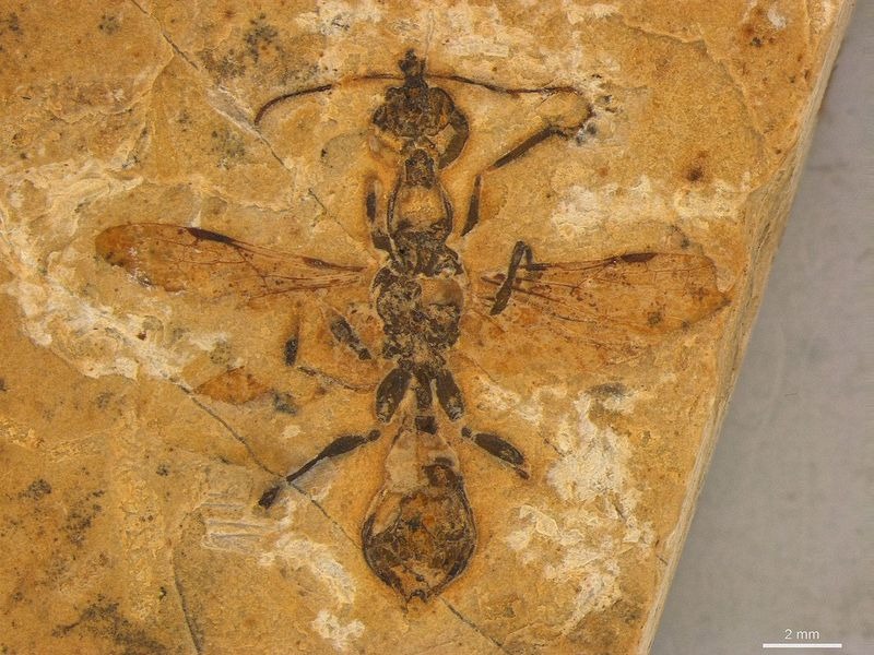 巴西發現1.13億年前「地獄蟻」化石。（翻攝自中國科學報）