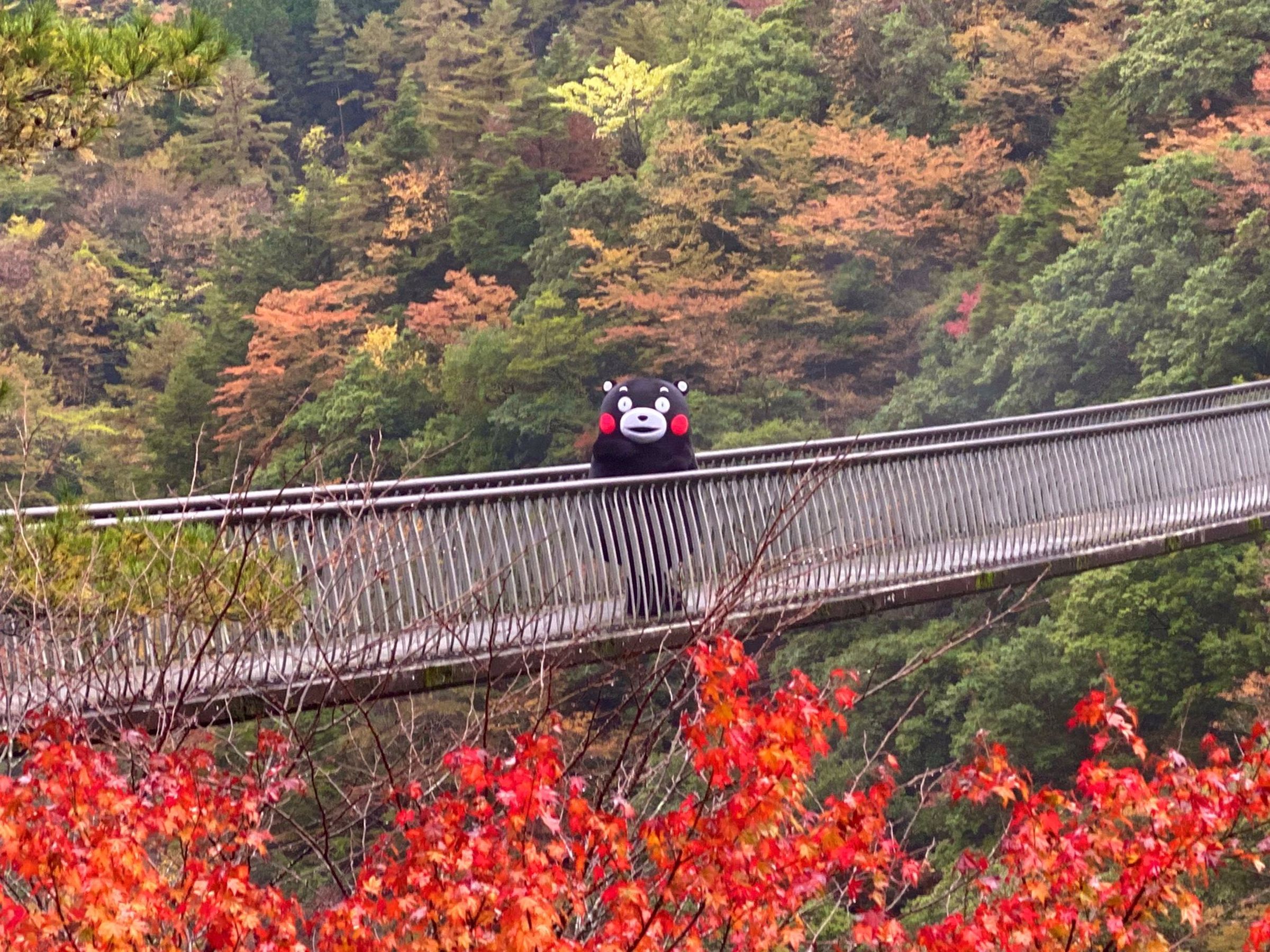 日本楓葉季一直是台灣旅遊團的熱門活動。(翻自X平台)