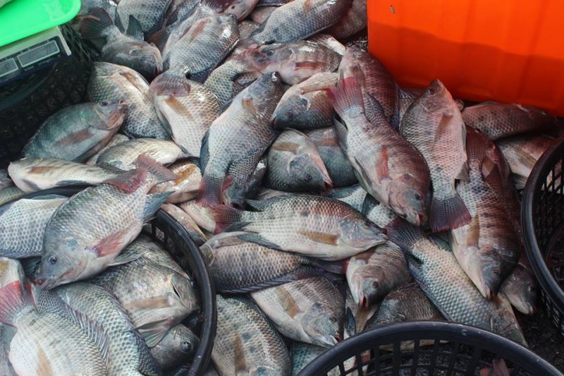 俗稱吳郭魚的台灣鯛「羅非魚」，被中國廣西居民反映大量繁殖，危及河流內生態多樣性。（翻攝自台灣鯛協會）