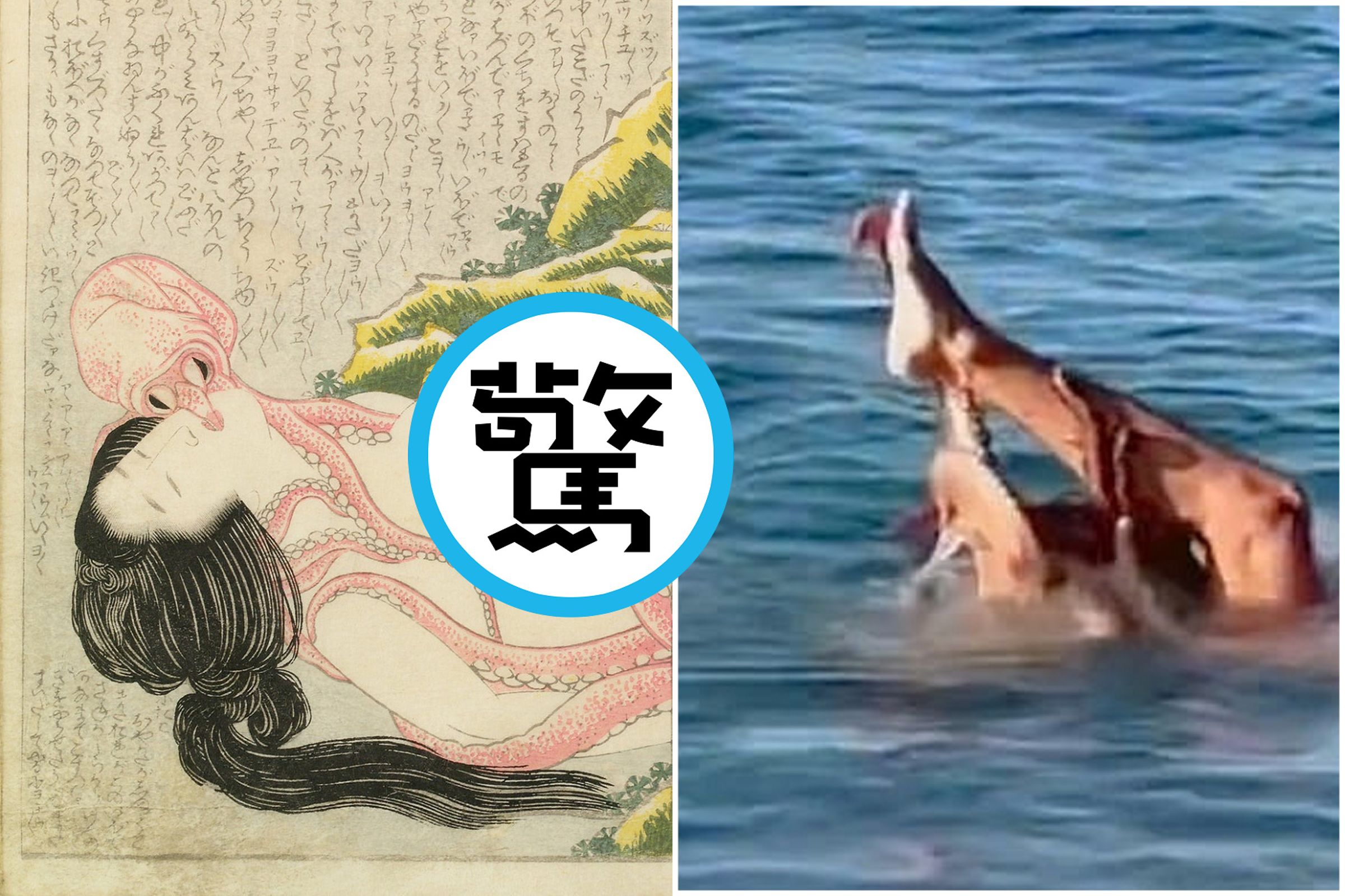 日本春畫「章魚與海女」真實再現?這次換纏緊黏男模,結局超驚人。(翻自《每日郵報》)
