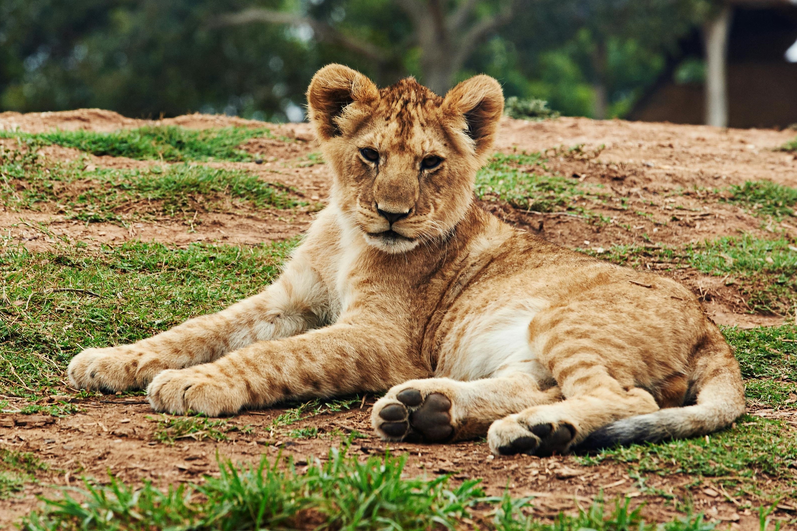 泰國繁殖場的幼獅多半被轉售給其他飼主或「獅子咖啡廳」。示意圖（pexels提供）