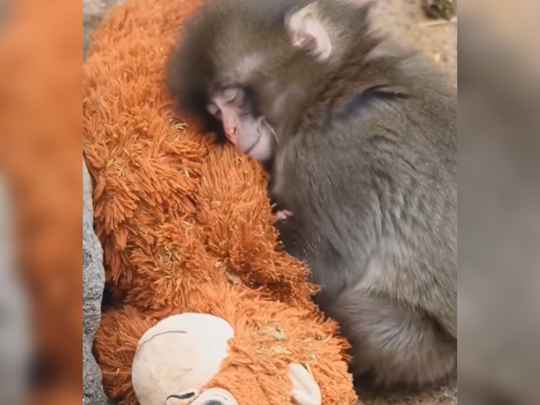 日本小獼猴在融入猴群的過程，遭年長猴子驅趕受挫，就會依偎在紅毛猩猩絨毛玩偶的身旁，畫面讓網友看了都心疼。（翻攝自IG）
