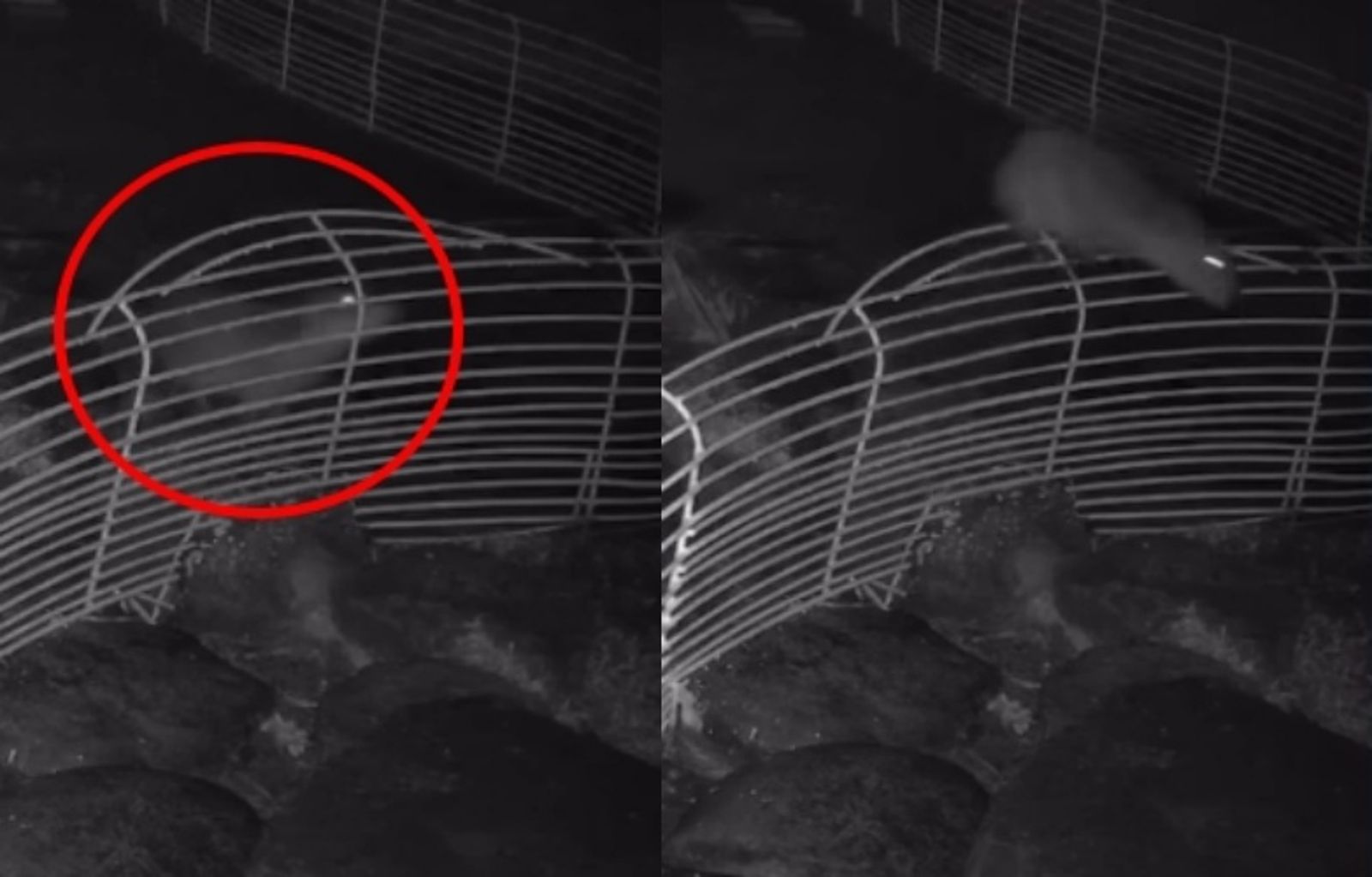 萌片/連助跑都不用!水豚君颱風夜「跳過1m高柵欄」飼主傻眼 20小時後自己回家