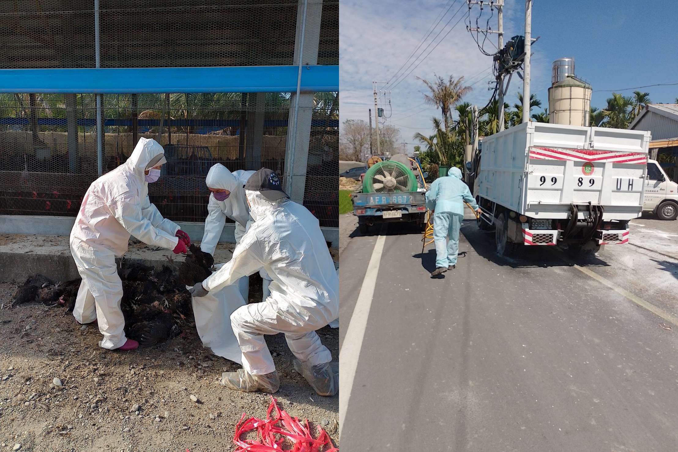 屏東縣動物防疫所前往鹽埔鄉1處土雞場撲殺感染雞隻。（屏東縣政府提供）