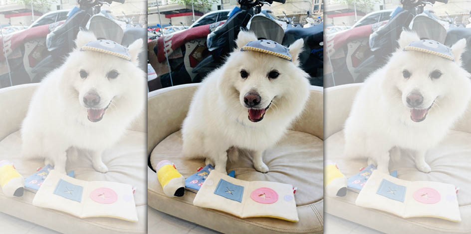 陳文茜的愛犬「忽必烈」被診斷出罹患長在心臟上的血肉瘤，無法手術。（翻攝自臉書文茜的世界周報）