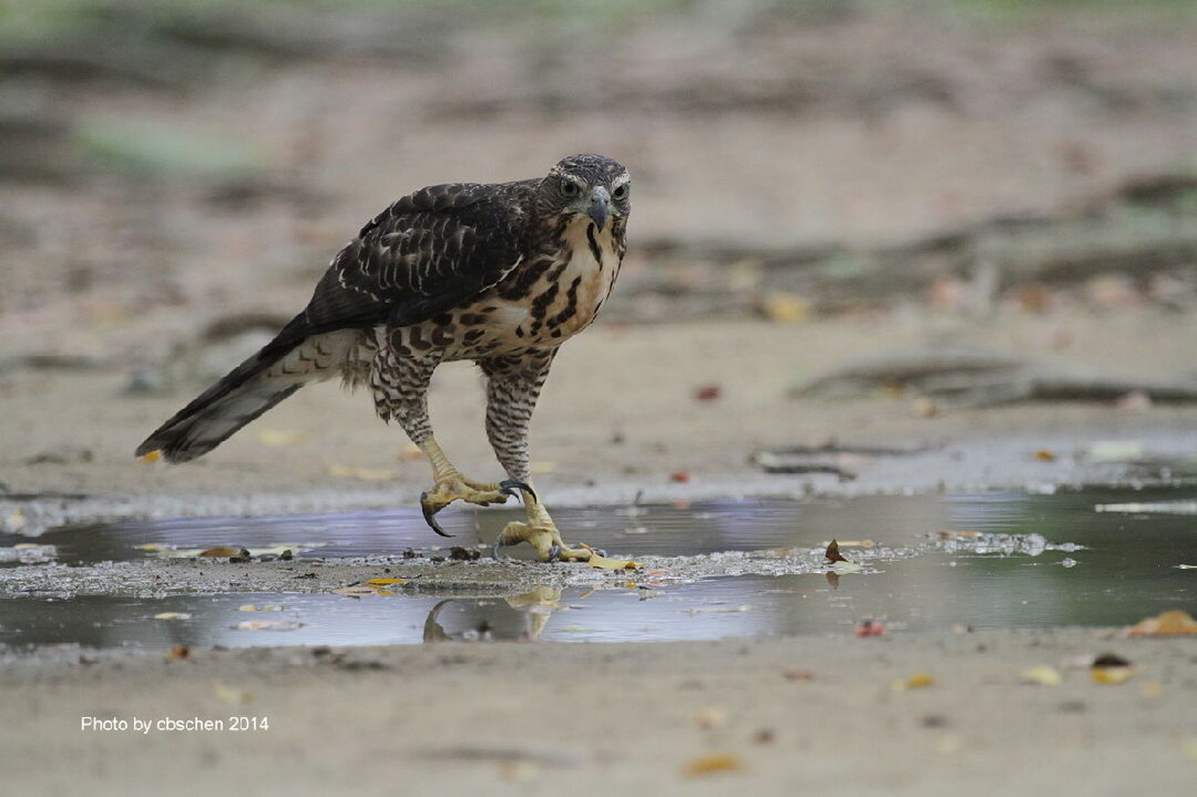 鳳頭蒼鷹為農業部公告之二級保育類野生動物,依法不得騷擾或干擾。(示意圖;翻攝自農業知識入口網)