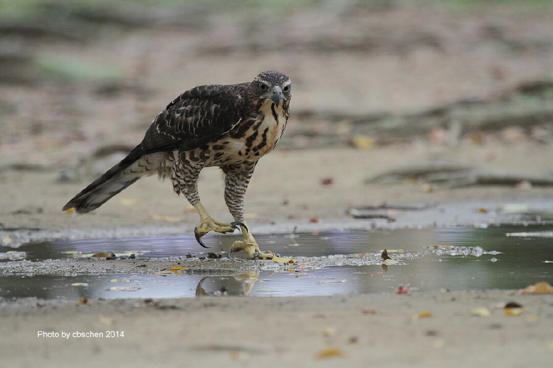 鳳頭蒼鷹為農業部公告之二級保育類野生動物,依法不得騷擾或干擾。(示意圖;翻攝自農業知識入口網)