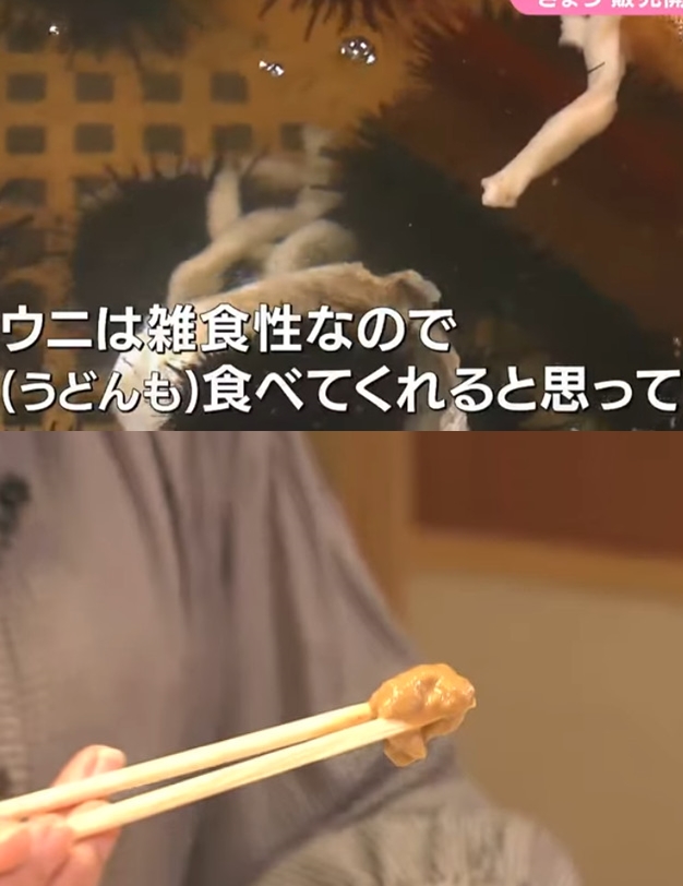 日本香川高中生與業者合作，餵海膽吃烏龍麵廚餘，不僅讓口感更好，也同時解決廚餘問題。（翻攝YT頻道「RSKイブニングニュース」）