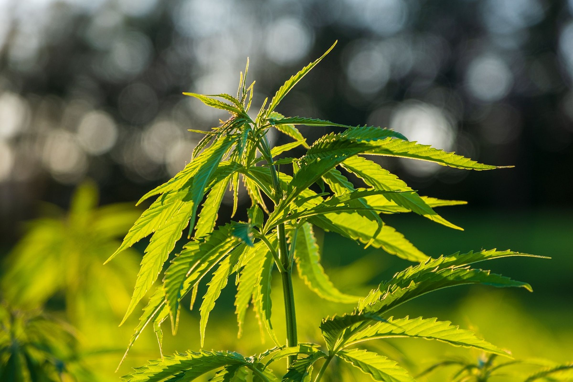 巴西最高法院星期三(26日)決定將大麻除罪化,該國民眾可以合法擁有最多40克大麻而不會面臨刑事罰則。(示意圖,pixabay)
