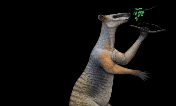 研究顯示，巨型袋鼠一生中的活動範圍極其有限，環境變遷成了致命打擊。（翻攝自https://www.theguardian.com/）