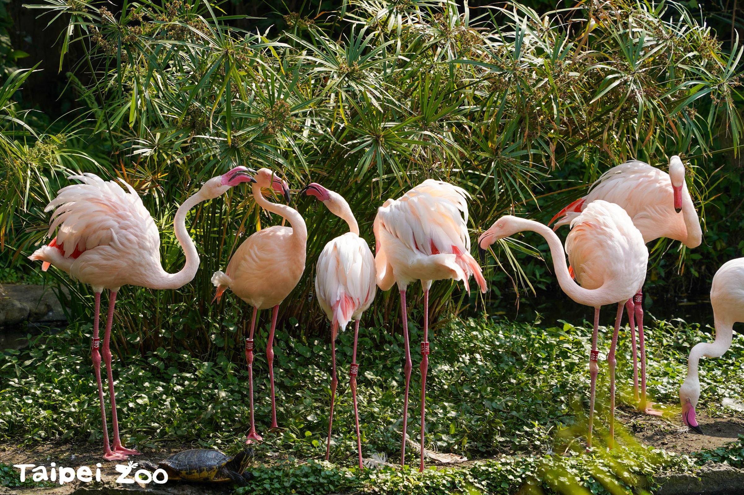 台北市立動物園門票自4/1起開始調漲。（台北市立動物園提供）