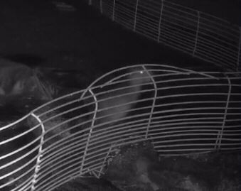 新北牧場一隻水豚趁颱風夜奮力一跳逃出圍欄，20小時後又自己回家，飼主又氣又笑：「家還是最溫暖的地方！」（翻攝自臉書/亮山川Lands & Stream Resort Park）