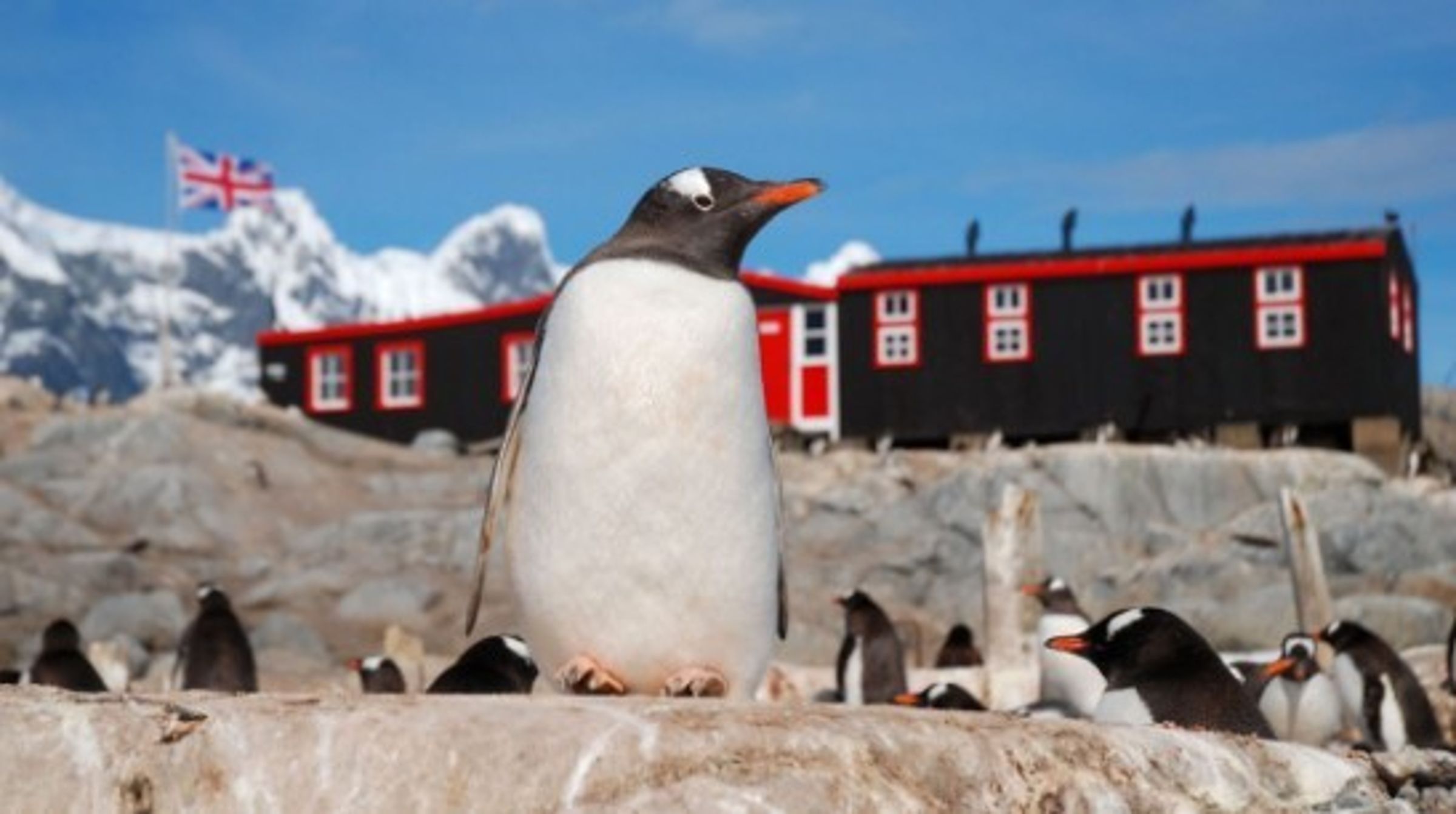 想到南極數企鵝、當鏟屎官嗎?企鵝郵局又開始徵人了!(翻攝自IG@ukantarcticheritagetrust)
