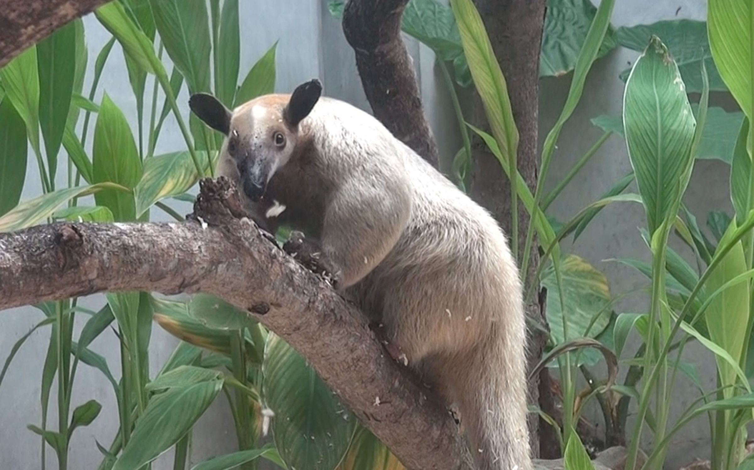 台北市立動物園小食蟻獸「黑妞」失蹤。（取自動物園官網）