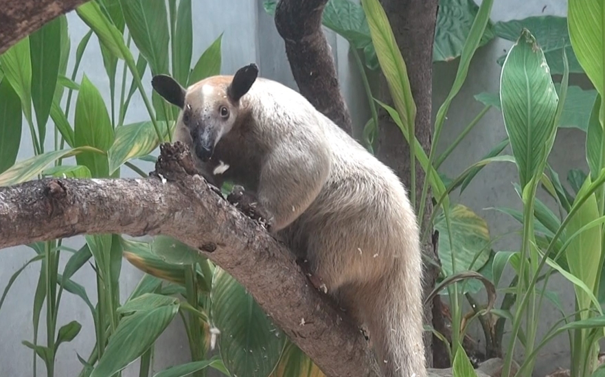 台北市立動物園小食蟻獸「黑妞」失蹤。(取自動物園官網)