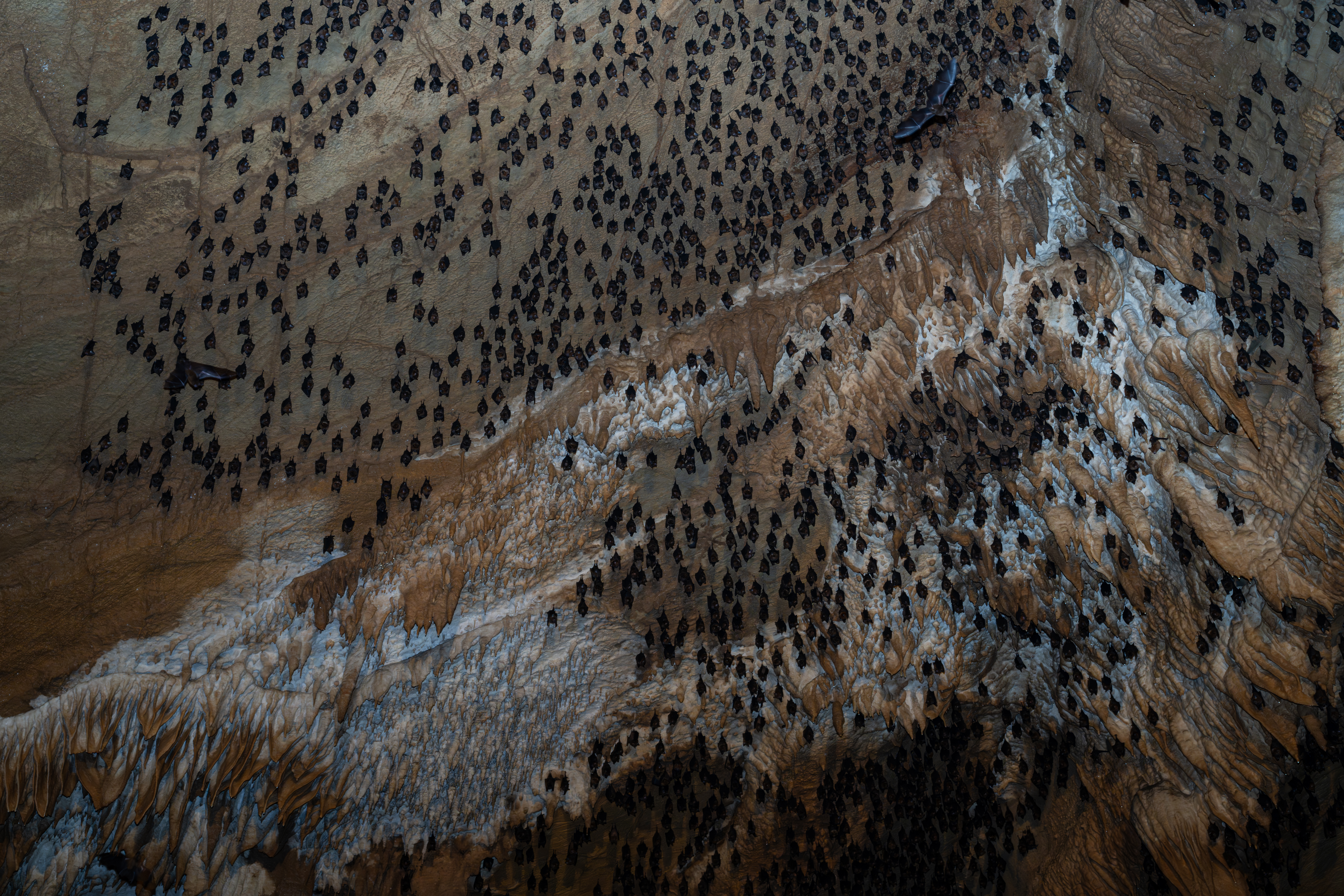 研究團隊指出，這2株新發現的病毒與可導致腦炎與嚴重呼吸疾病的亨尼巴病毒屬相近，而該類病毒在人類中的致死率高達75%。示意圖。（東方IC）