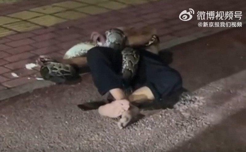 廣東一名醉漢倒臥大街上，遭一條巨蟒纏身。（翻攝微博）