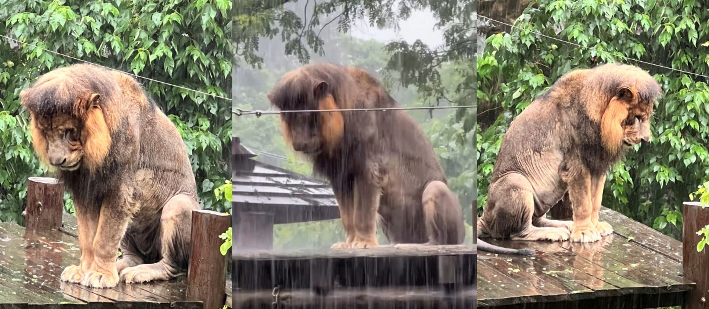 高雄壽山動物園雄獅「小辛」日前在大雨中低頭站立1.5小時不願躲雨,憂鬱模樣被園方小編拍下後爆紅,吸引逾7.5萬名網友按讚並搞笑搭配失戀歌曲。(翻攝自壽山動物園threads)