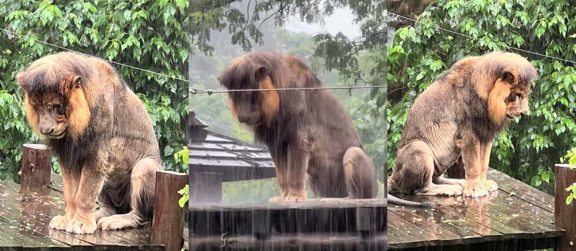 高雄壽山動物園雄獅「小辛」日前在大雨中低頭站立1.5小時不願躲雨,憂鬱模樣被園方小編拍下後爆紅,吸引逾7.5萬名網友按讚並搞笑搭配失戀歌曲。(翻攝自壽山動物園threads)