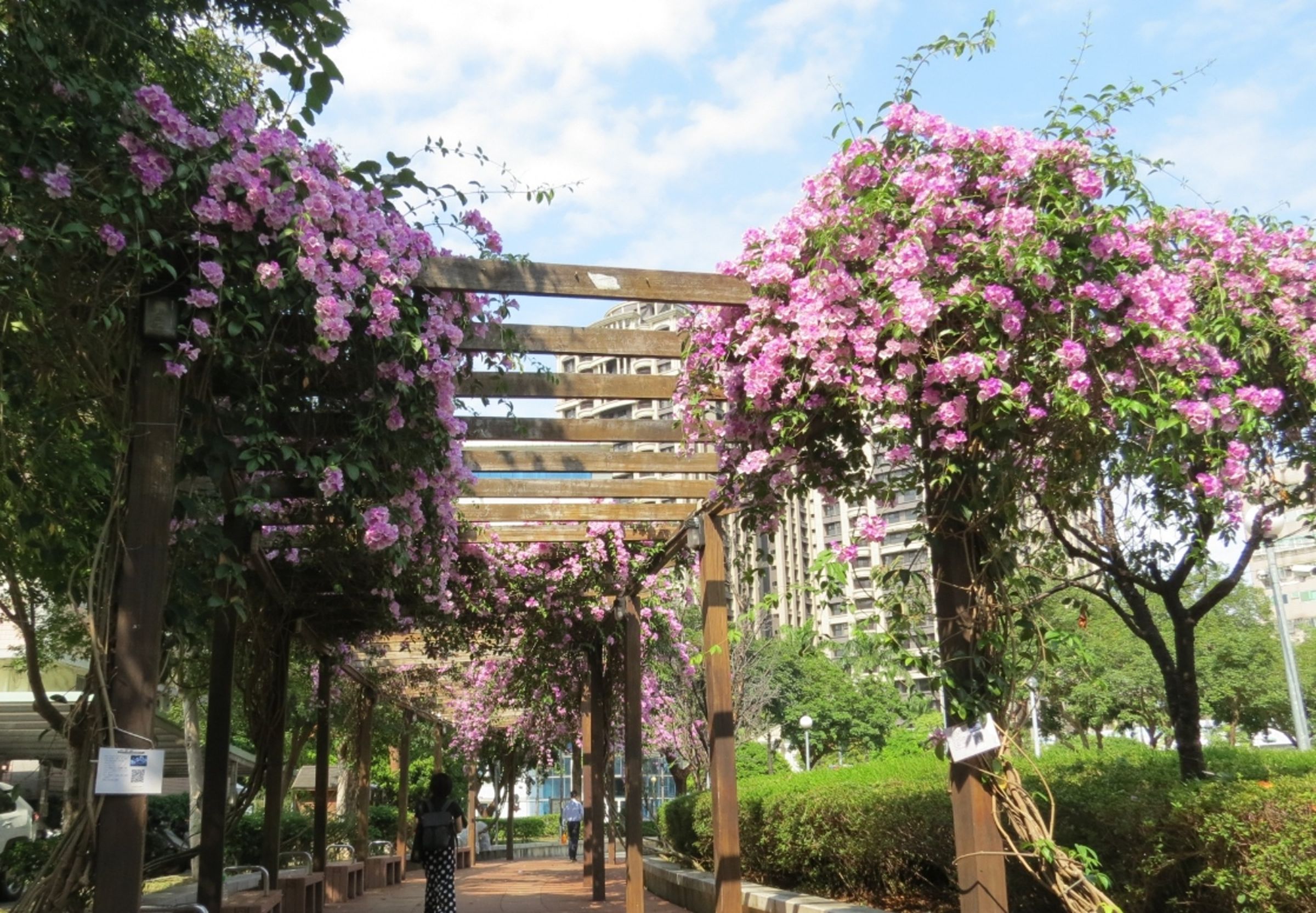 三重區的中山藝術公園在蒜香藤大爆發時花瀑垂落。(新北市政府綠美化環境景觀處提供)