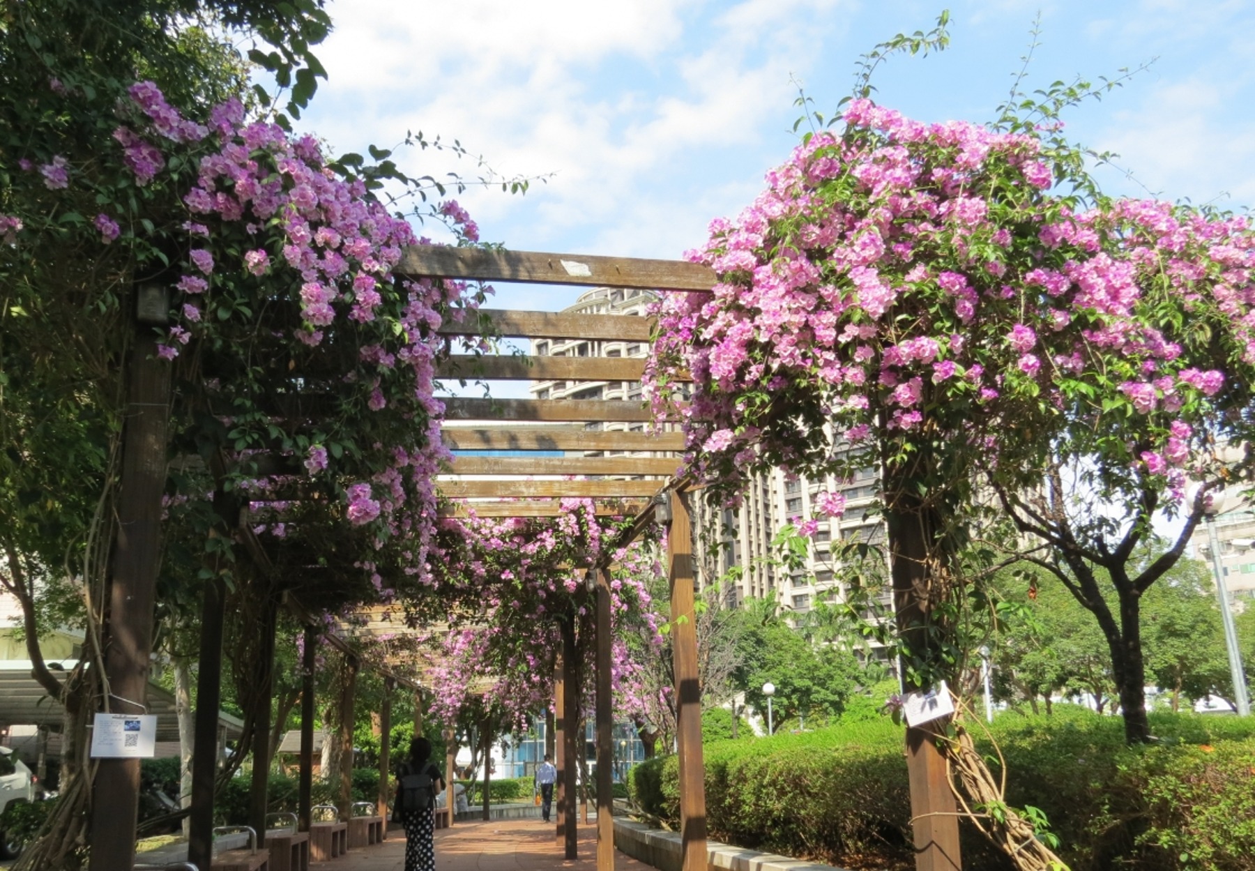 三重區的中山藝術公園在蒜香藤大爆發時花瀑垂落。(新北市政府綠美化環境景觀處提供)