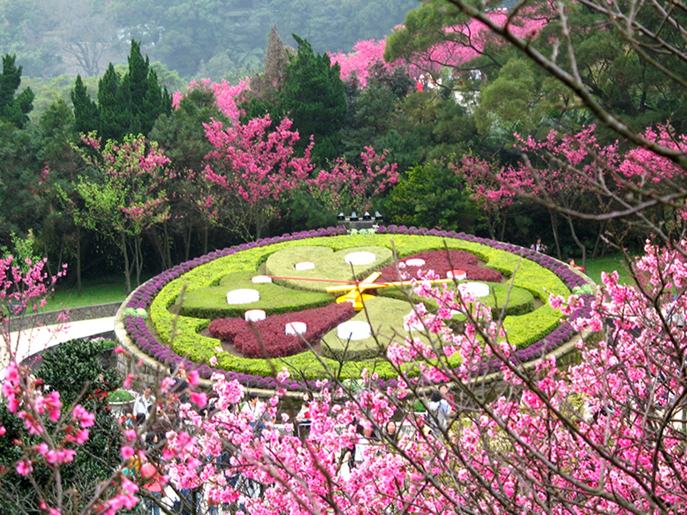 陽明山花鐘是陽明山花季的熱門賞花地點。(圖/臺北市工務局提供)