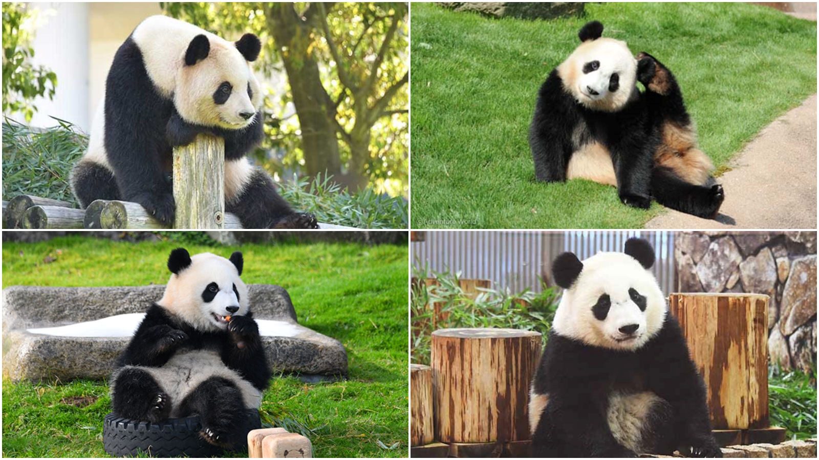 大貓熊良濱（上左）、結濱（上右）、彩濱（下左）、楓濱（下右）全都將歸還中國。（翻攝冒險大世界遊樂園官網）