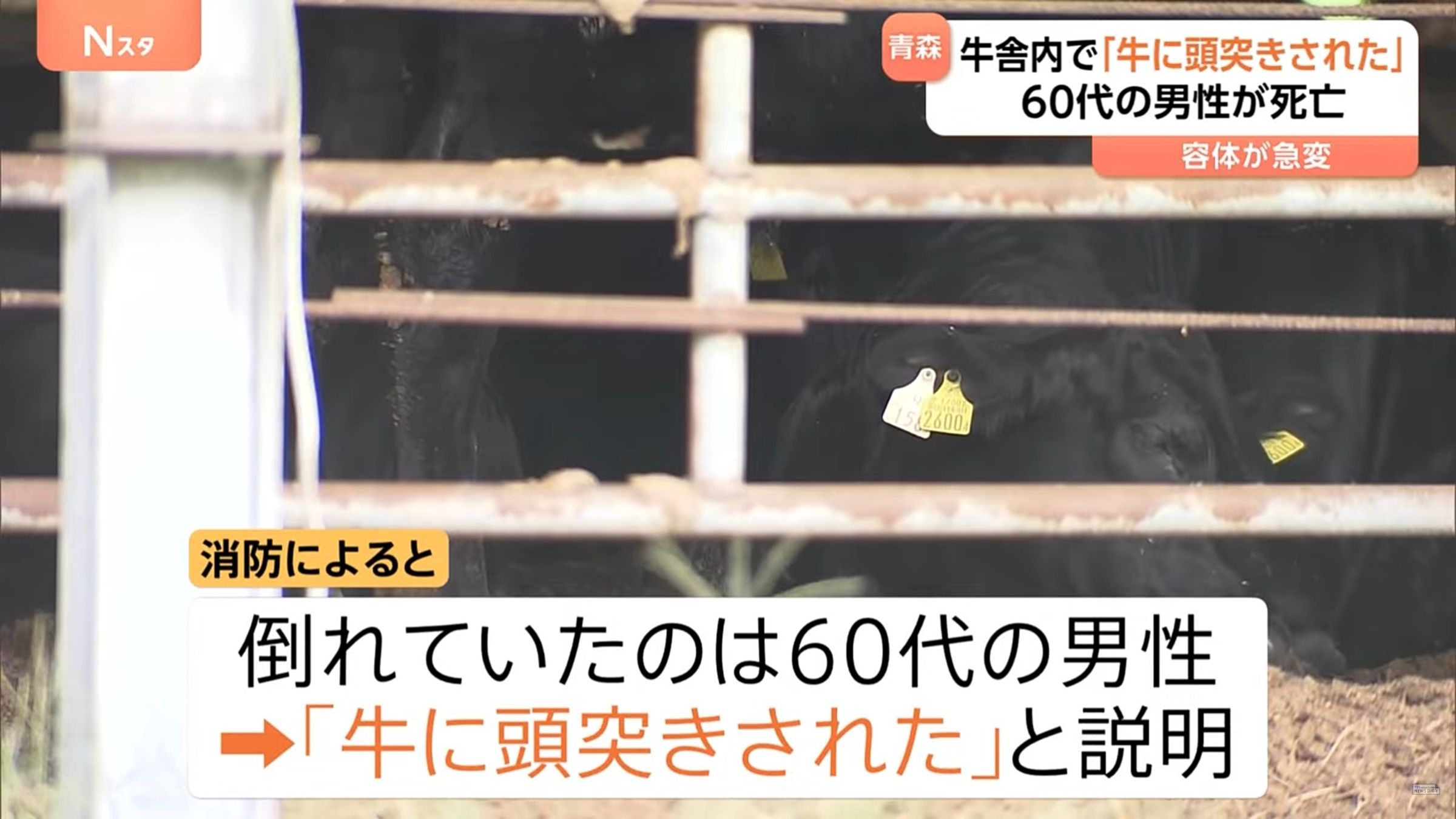 牛牛爆走!日男牛舍遭「背後頭槌」倒地。(翻攝YT「TBS NEWS DIG Powered by JNN」)