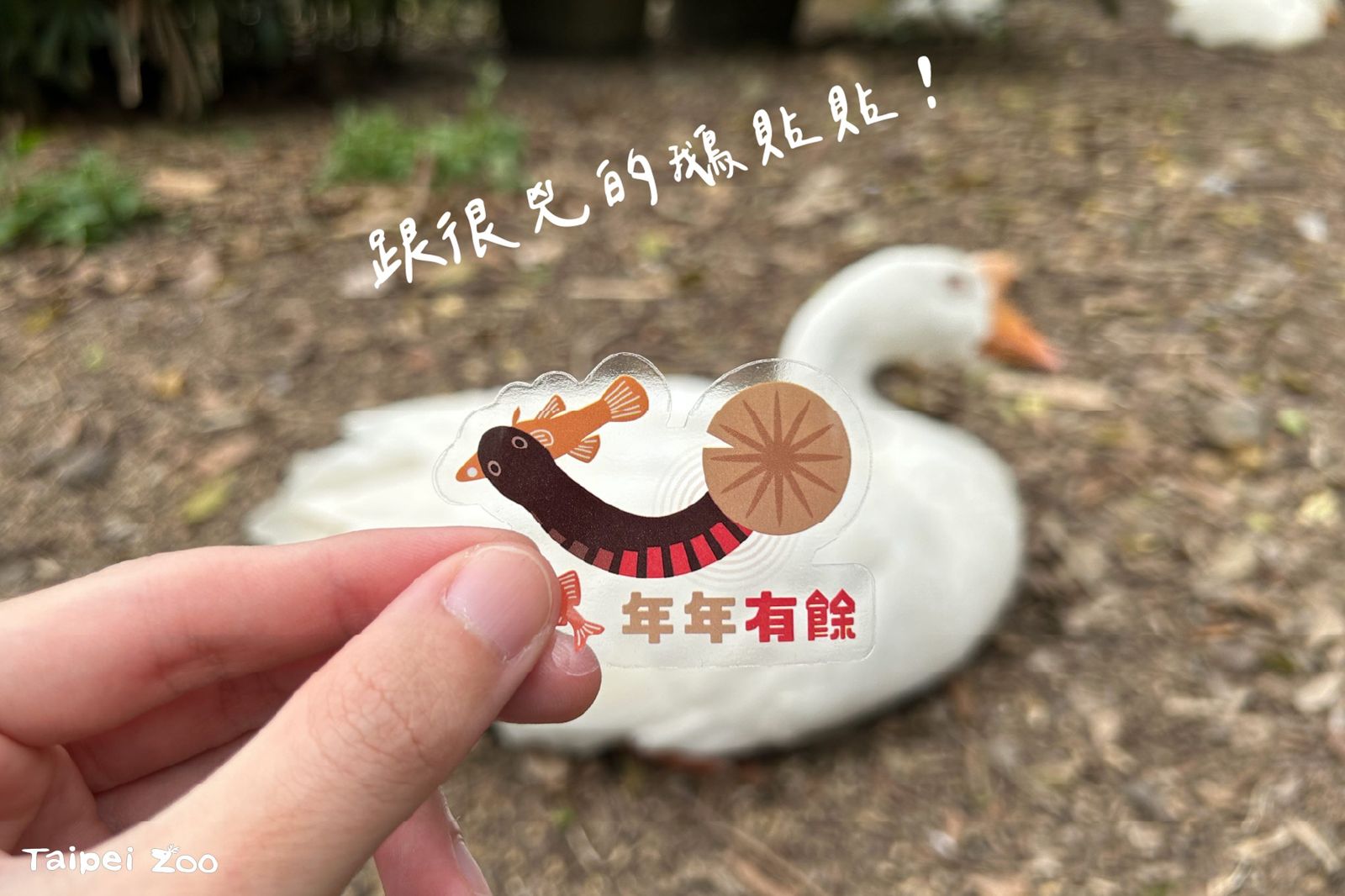 完成動物園健康漫步路線在任3個集章點處蓋章,就可以兌換限定的赤腹游蛇新春貼紙1張。(台北市立動物園提供)