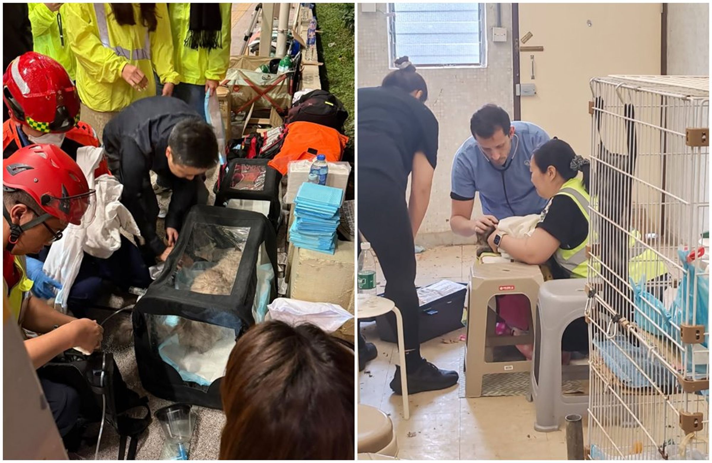 救援人員連夜搶救多隻吸入濃煙的動物,獸醫也在臨時診療區為受傷寵物進行初步檢查。(翻攝SPCA (HK) 香港愛護動物協會 臉書)